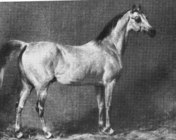 stallion Nedjed DB (Arabian thoroughbred, 1810)