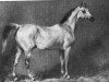 stallion Nedjed DB (Arabian thoroughbred, 1810)