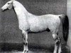 stallion Collino (Trakehner, 1855, from Caledonius)