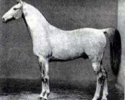 Deckhengst Collino (Trakehner, 1855, von Caledonius)