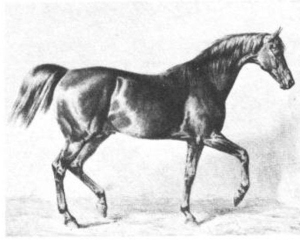 stallion Sahama xx (Thoroughbred, 1850, from Simoom xx)