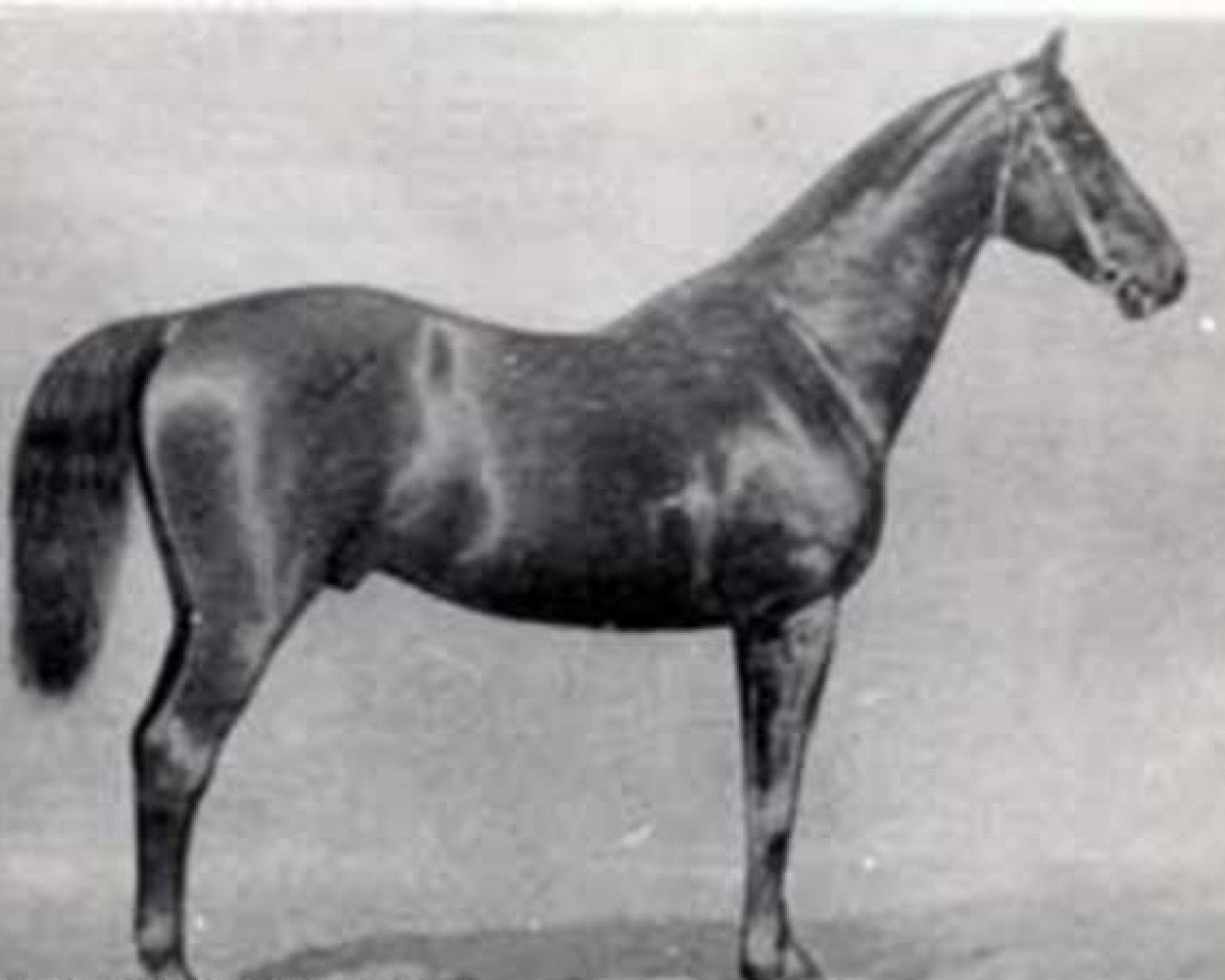 stallion Vorwärts (Trakehner, 1859, from Sahama xx)