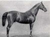 stallion Vorwärts (Trakehner, 1859, from Sahama xx)