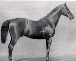 stallion Vorwärts (Trakehner, 1859, from Sahama xx)