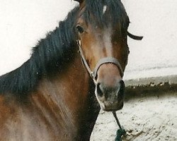 Pferd Ratina (Hessisches Warmblut, 1998, von Rabanus)