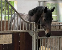 Springpferd Diados E (Holsteiner, 2018, von Diarado)