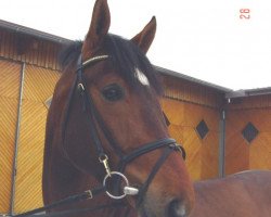 stallion Fiders Legat (Rhinelander, 2001, from Fidermark)