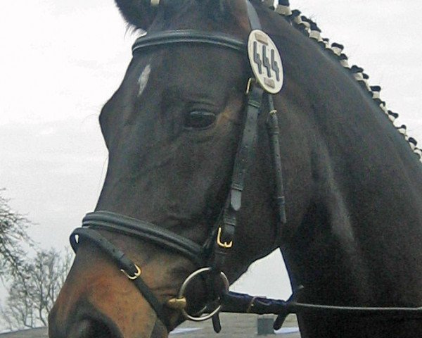 dressage horse Shari (Westphalian, 2002, from Show Star)