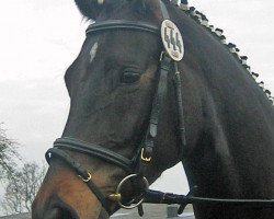 dressage horse Shari (Westfale, 2002, from Show Star)