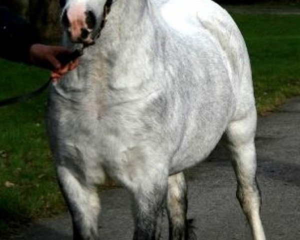 stallion Maesgwyn Hot Item (Welsh mountain pony (SEK.A), 2005, from Littlewern Lyric)