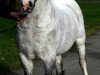 stallion Maesgwyn Hot Item (Welsh mountain pony (SEK.A), 2005, from Littlewern Lyric)