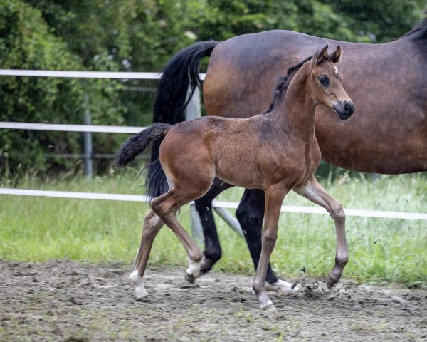 dressage horse Ruby Romance (KWPN (Royal Dutch Sporthorse), 2021, from For Romance I)