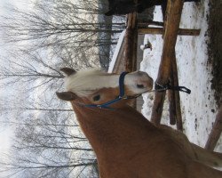 dressage horse Moritz (1,57% ox) (Edelbluthaflinger, 2003, from Monarch)