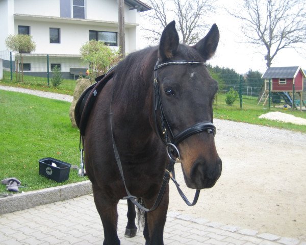 horse Vita (Hungarian Warmblood, 2003)