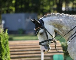 eventing horse Come on Candy HZ (German Sport Horse, 2017, from Chap II)