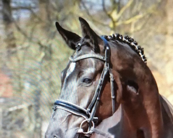 dressage horse Sens de la vie (Oldenburg, 2016, from San Amour I)