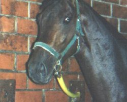 dressage horse Evelino (Westfale, 1999, from Ehrentanz I)