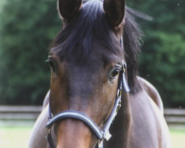 Pferd Gepetto 31 (Westfale, 2003, von Gino Ginelli)