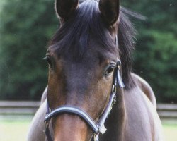 dressage horse Gepetto 31 (Westfale, 2003, from Gino Ginelli)