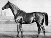 stallion Durchlaucht xx (Thoroughbred, 1858, from Stilton xx)