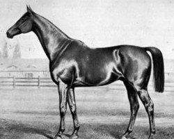 stallion Durchlaucht xx (Thoroughbred, 1858, from Stilton xx)