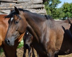 broodmare Chupa Chupsi (Württemberger, 2008, from Corofino II)