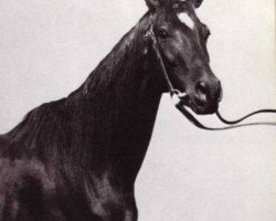 broodmare Elba (Trakehner, 1868, from Collino)