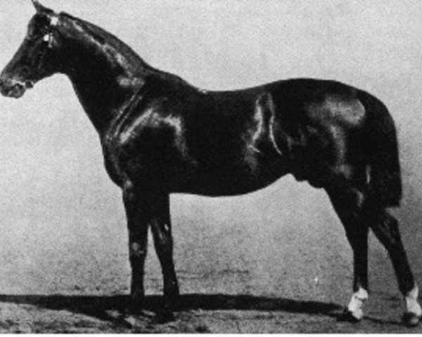 stallion Flügel (Trakehner, 1869, from Vorwärts)