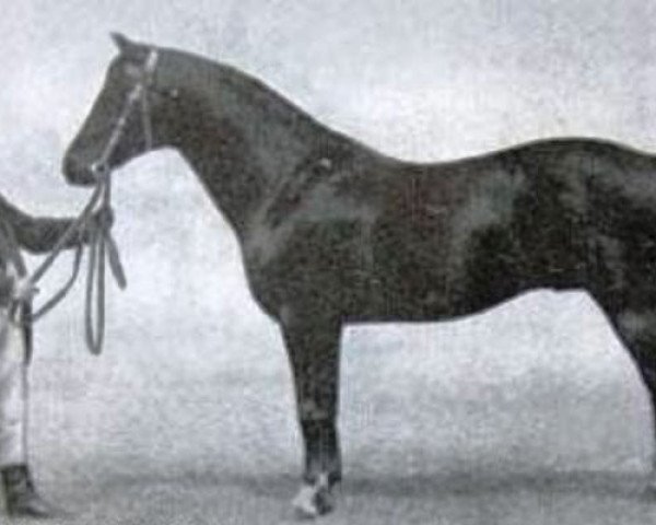 stallion Eberhard (Trakehner, 1877, from Flügel)