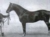 stallion Eberhard (Trakehner, 1877, from Flügel)