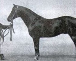 Deckhengst Eberhard (Trakehner, 1877, von Flügel)