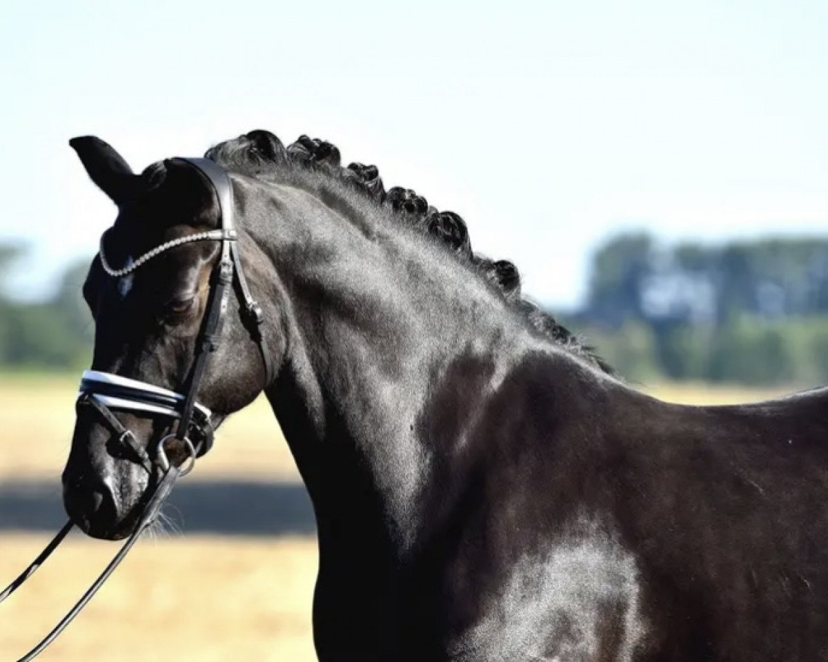 Dressurpferd Gravity 8 (Deutsches Reitpony, 2016, von Schierensees Mr.nice Guy)