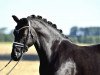 dressage horse Gravity 8 (German Riding Pony, 2016, from Schierensees Mr.nice Guy)