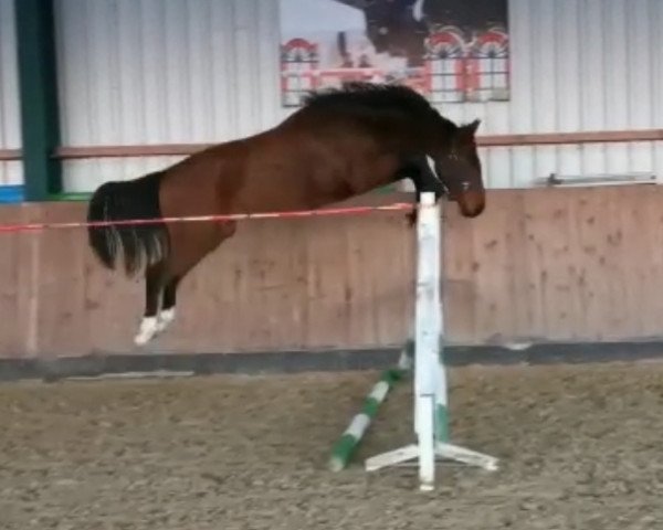 jumper Einzigartige (Zangersheide riding horse, 2021, from Epleaser van het Heike)