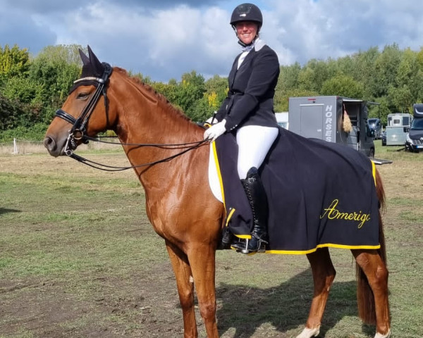 dressage horse Escolaro (Westphalian, 2015, from Escolar)