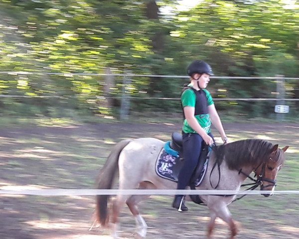 dressage horse Selsey (unknown, 2013)