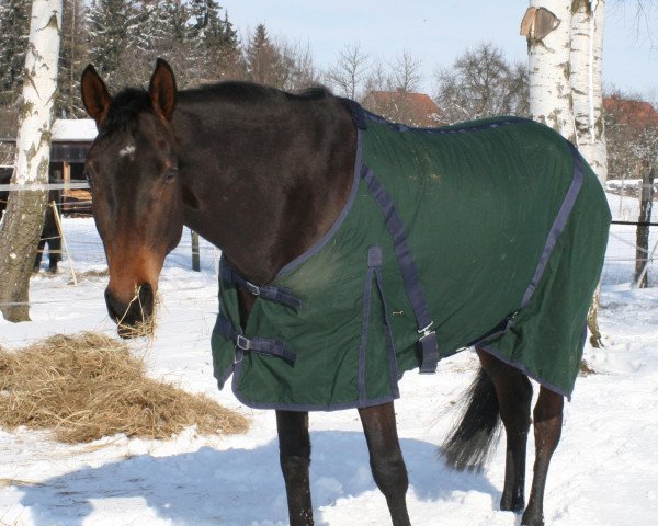 horse Gali (Hanoverian, 2005, from Garant)