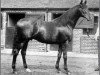stallion Gainsborough xx (Thoroughbred, 1915, from Bayardo xx)