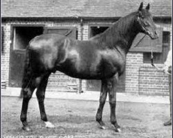 stallion Gainsborough xx (Thoroughbred, 1915, from Bayardo xx)