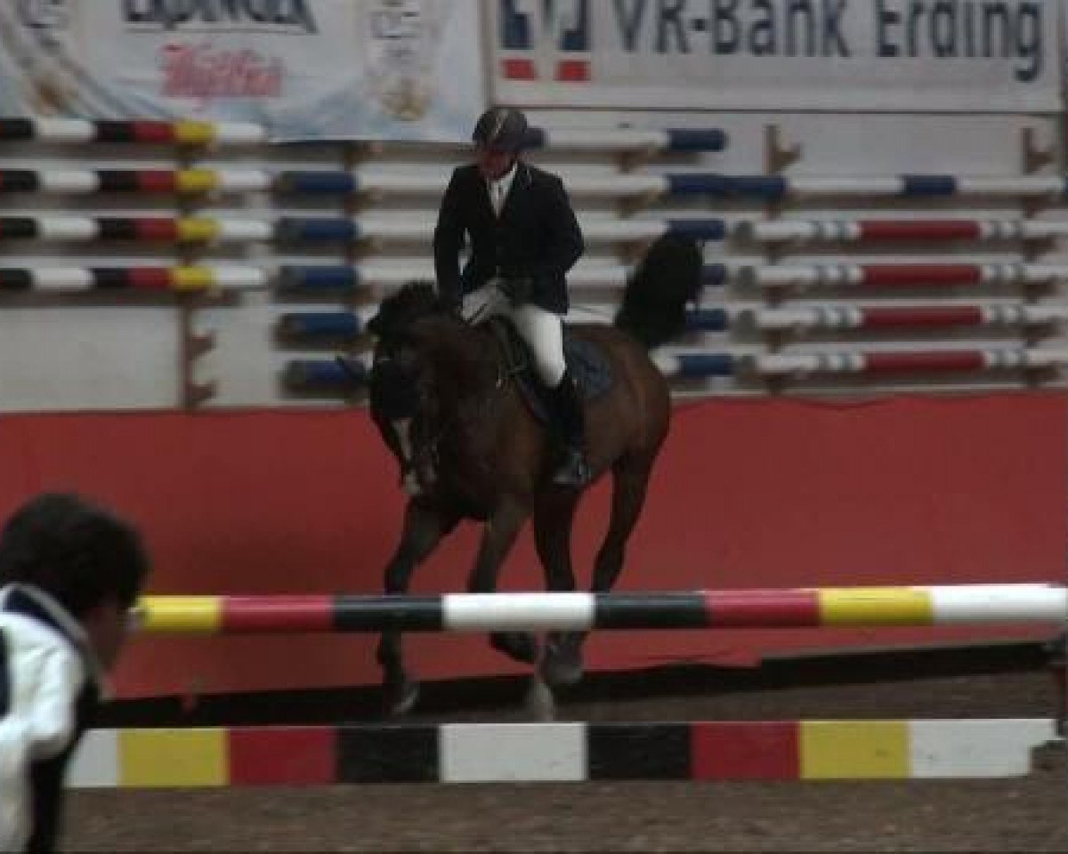 stallion Lallier U (Holsteiner, 2003, from Lancer II)