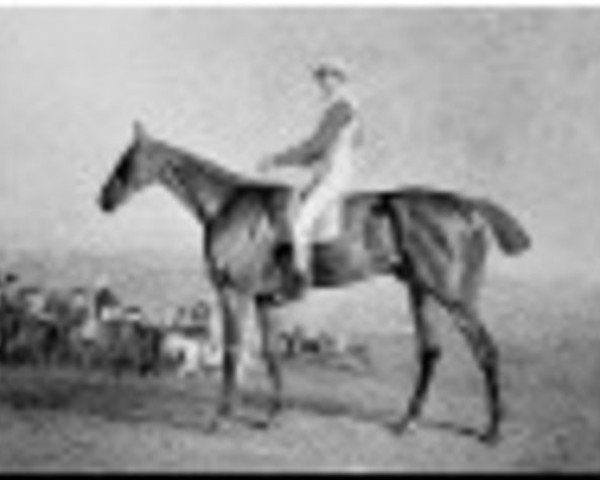 stallion Sam xx (Thoroughbred, 1815, from Scud xx)