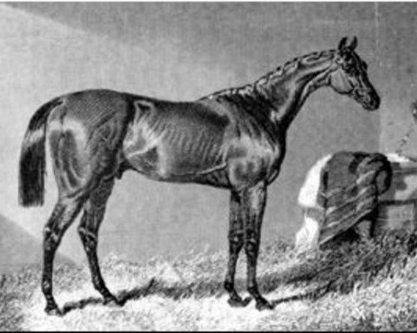 stallion The Merry Monarch xx (Thoroughbred, 1842, from Slane xx)