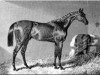 stallion The Merry Monarch xx (Thoroughbred, 1842, from Slane xx)