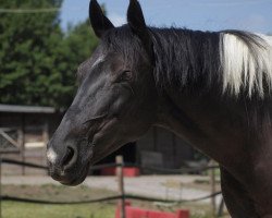 dressage horse Cherokee's Cleopatra (Paint Horse, 2002)