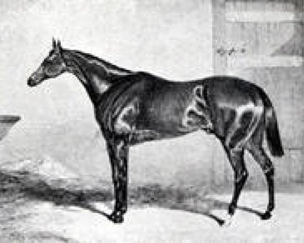 stallion Don John xx (Thoroughbred, 1835, from Waverley xx)