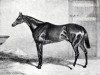 stallion Don John xx (Thoroughbred, 1835, from Waverley xx)