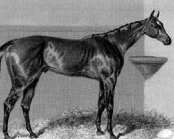stallion Surplice xx (Thoroughbred, 1845, from Touchstone xx)