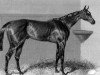 stallion Surplice xx (Thoroughbred, 1845, from Touchstone xx)