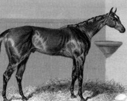 stallion Surplice xx (Thoroughbred, 1845, from Touchstone xx)