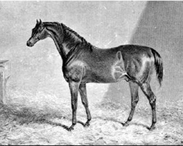 horse Liverpool xx (Thoroughbred, 1828, from Tramp xx)